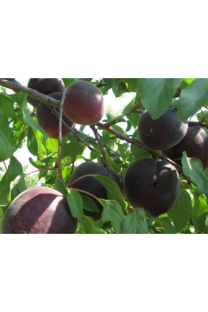 Абрикос Чорний Бархат